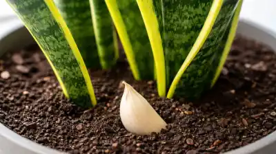 El truco con ajo que pocos conocen para salvar tu planta favorita del interior