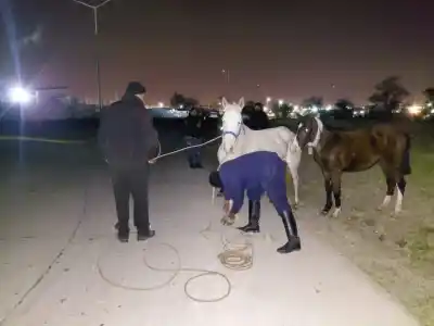 Salta: secuestraron seis caballos en distintos puntos de Capital y Cerrillos