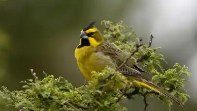 El mapa genético que delata a los traficantes de cardenales amarillos