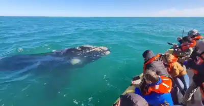Las Grutas y San Antonio dan inicio a la temporada de ballenas: un mar rebosante de vida