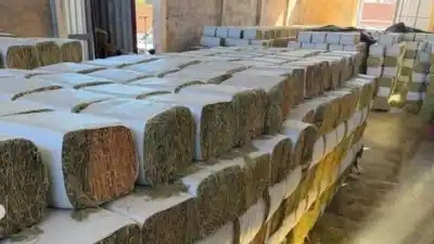 La apuesta millonaria de una empresa sanjuanina que promete revolucionar el mercado de la alfalfa