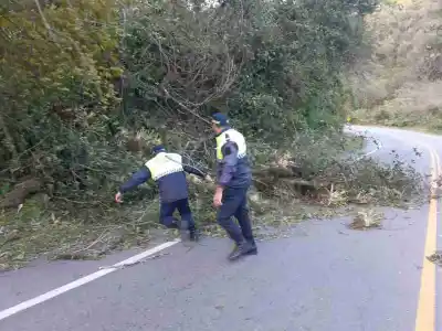 Precaución en la Ruta 307 por la caída de árboles