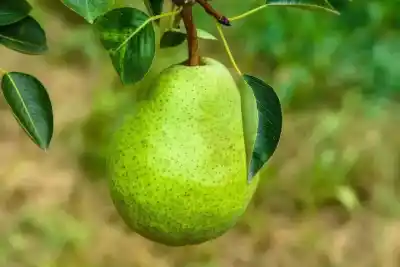 Lluvias y mercado congelado: por qué la fruticultura regional no logra despertar