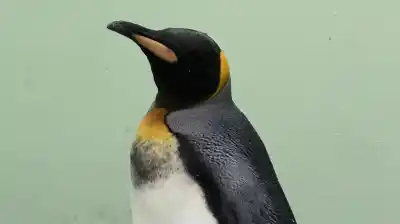 Un pingüino rey apareció en una costa bonaerense y el rescate dejó una gran incógnita