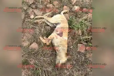 Un disparo mortal: encontró a su perro con impactos de escopeta y apuntó contra un vecino en Añatuya