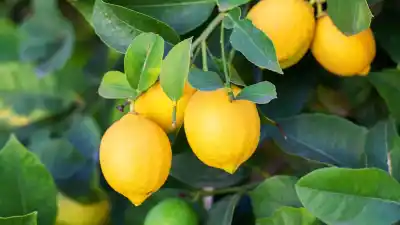 El lado amargo del limón: la sobreproducción que hundió a miles de productores en España