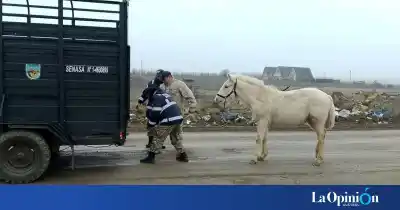 Deambulaba suelto por la calle y terminó bajo resguardo policial en Río Gallegos