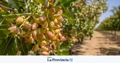 San Juan se acerca a las 10.000 hectáreas de pistacho y proyecta un despegue histórico