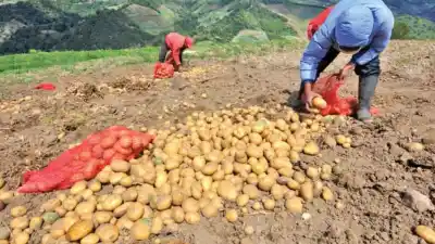 Alerta en Jujuy: la siembra de papa y cebolla se desploma y el clima complica la campaña