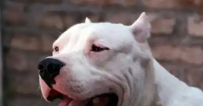 Caminaba tranquilo y dos dogos lo atacaron: terminó con heridas en un brazo y un muslo