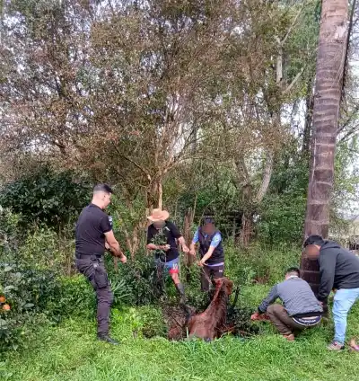 La angustiante caída de un caballo en un pozo séptico terminó con final feliz