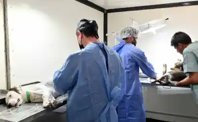 Castraciones gratuitas en Jujuy: 164 animales fueron intervenidos en el Centro Anita Ríos