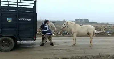 Un caballo suelto en Río Gallegos desató un operativo policial: qué pasó con el animal