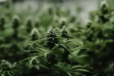Misiones apuesta al cannabis: formarán a productores y ensayarán el cultivo en suelo provincial