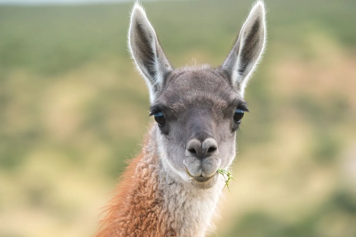 guanaco-santiago-cicotti-web_1.jpg?w=1900&h=1267