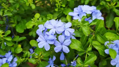 El secreto azul que está transformando los jardines: la planta que florece sin parar