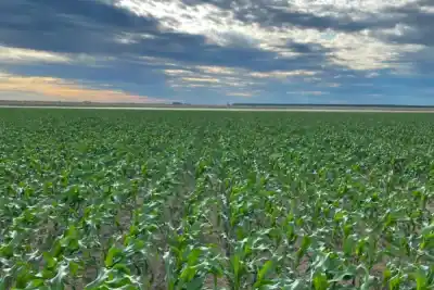 Corrientes pone a prueba 1.000 hectáreas de maíz: ¿qué variedades sobrevivirán a cada suelo?
