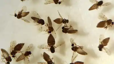Alerta en Jujuy: analizaron 53 casos sospechosos de un virus que transmite un insecto casi invisible
