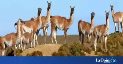 Alerta en Santa Cruz: la población de guanacos se duplicó y los productores piden medidas urgentes