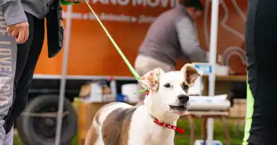 Tunuyán: cómo acceder a los servicios gratuitos de la Veterinaria Móvil esta semana