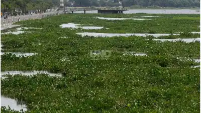 El inquietante secreto que esconden los camalotes que invaden las costas santafesinas
