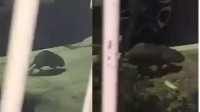 Misterio en Sapere: una vecina captó a un animal gigante y la IA ya tiene una hipótesis