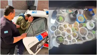 Escalofriante hallazgo: lo detuvieron por violencia de género y encontraron un cultivo oculto