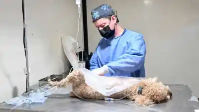 El quirófano móvil llega a los barrios: conocé dónde atenderán a tus mascotas gratis