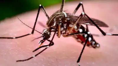 Chikungunya en el NOA: qué provincias concentran el 97% de los casos del país