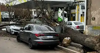 Un árbol de gran porte se desplomó en Guaymallén y dejó cuatro autos destrozados