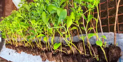 Stevia misionera: plantines de Biofábrica prometen hasta 4.000 kilos de hoja seca por hectárea