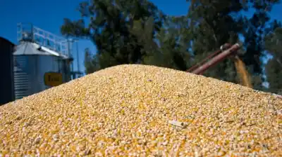 Récord histórico: Argentina exportó más de 5 millones de toneladas de maíz en julio