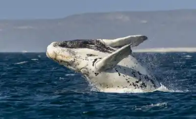 El fotógrafo pampeano que conquistó National Geographic con sus impactantes imágenes de ballenas