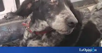 El emotivo reencuentro de Gastón, el perro que cruzó Santa Cruz para volver a los brazos de su dueña