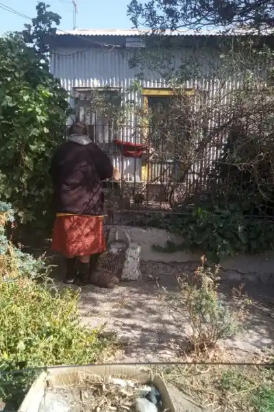 Tras la muerte de Olga, sus cientos de gatos buscan un hogar en Comodoro: así podés ayudar