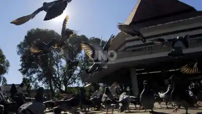 ¿Palomas en la ciudad? La propuesta que promete controlarlas sin matarlas