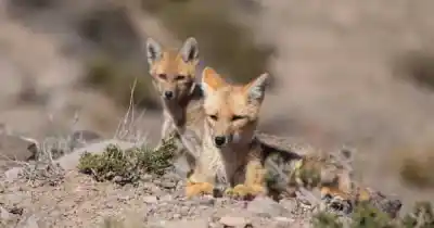 Murieron 3 zorros en Mendoza y piden vacunar a las mascotas: el motivo