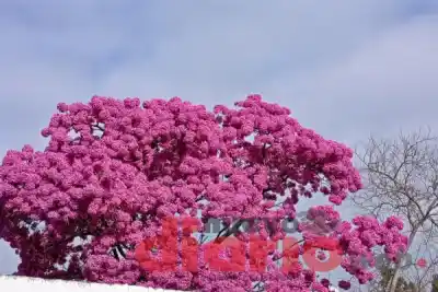 Santiago del Estero amaneció con 12.2° y neblina: ¿cuándo vuelve el calor?
