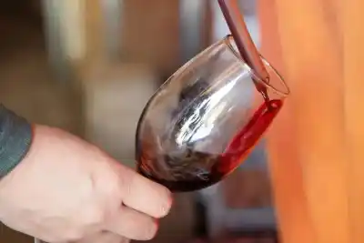 Pinot Noir: la cepa que quiere convertirse en emblema de Neuquén y ya tiene proyecto de ley
