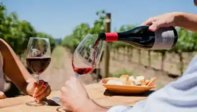 Pinot Noir: la cepa delicada que convirtió a la Patagonia en un terroir de elite