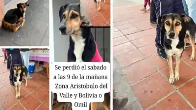 Desesperada búsqueda en La Banda: Carolina no descansa hasta encontrar a su perrita