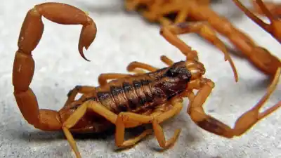 Alerta en el NOA: la región más castigada por picaduras de alacranes y Jujuy con un aumento récord