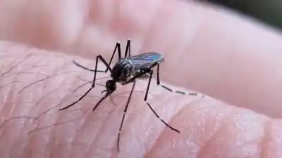 Alerta en la Capital: Detectan tres casos de chikungunya y activan operativos casa por casa