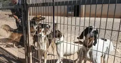 El drama de los animales abandonados en La Rioja: el llamado de la APA que nadie debería ignorar