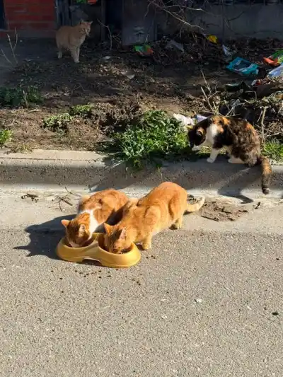 Necesitan hogares para los gatos de la víctima del incendio en Comodoro: son entre 15 y 20