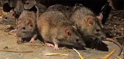 Tragedia en Neuquén: un joven de 26 años murió tras contraer hantavirus y piden extremar cuidados