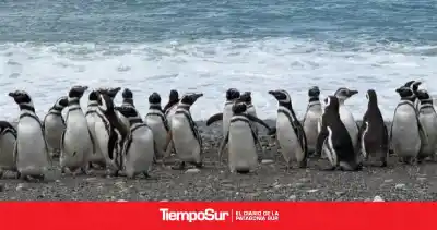 Satélites revelan las rutas secretas de los pingüinos de Cabo Vírgenes