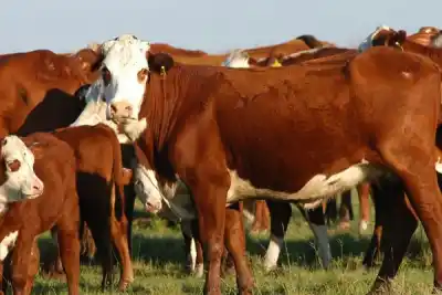 El plan de Corrientes para engordar su rodeo: de 1 a 1,5 millón de terneros con créditos que pagan por tener animales