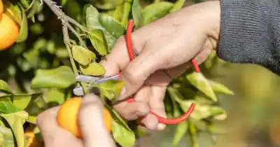¿Por qué el Gobierno ofrece cosechar los cítricos de tu casa?