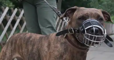 El peligro oculto en la tenencia de perros: qué dice un veterinario sobre los ataques
